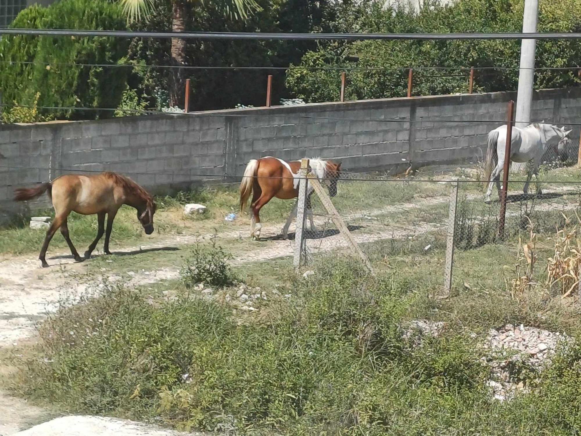Villa Likaj Μπεράτ Εξωτερικό φωτογραφία